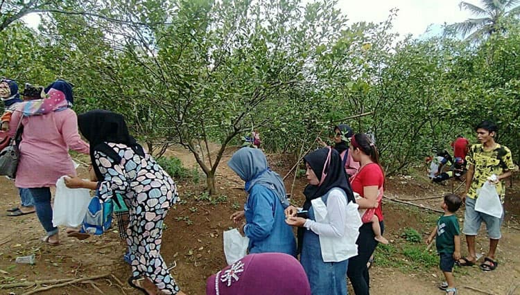 Visit This Orange Orchard at Ciamis and Taste the Sweetness